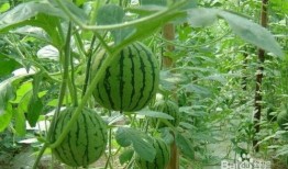 2024大瓜事件 吃瓜